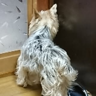 cocotanto