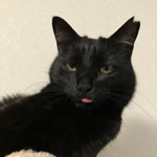 96neko...