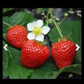 ichigo_syrup