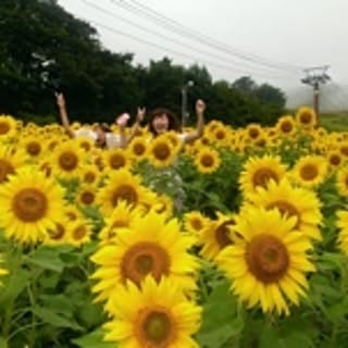 fuyu