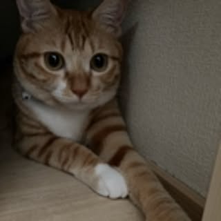 abebi
