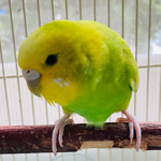 mamecotan