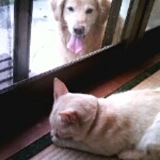 QQ