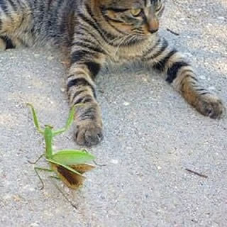 acoacony