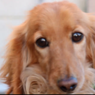 lily