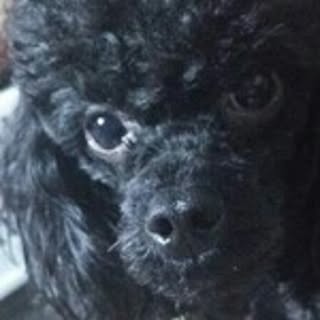Satomi