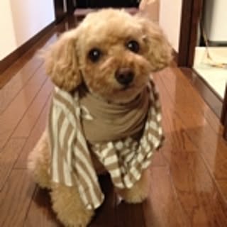 poohchan