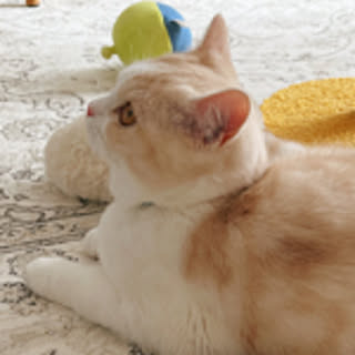 madeleine