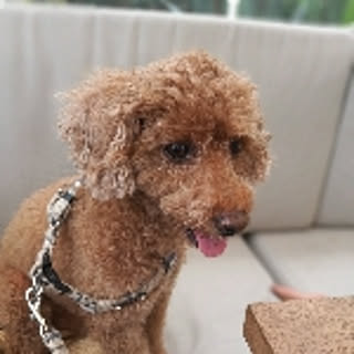 qoo