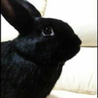 maron9