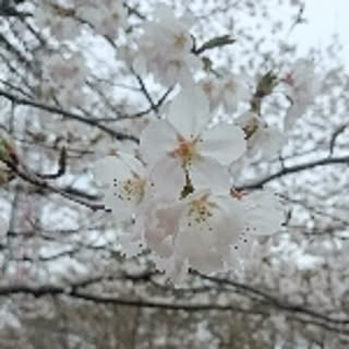 kyo-sakura