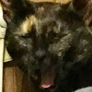 Gou