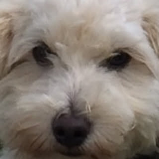 Yazyo