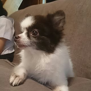maro