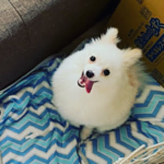 mochico