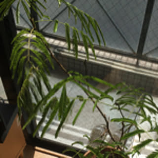 mohmo.d2.o614