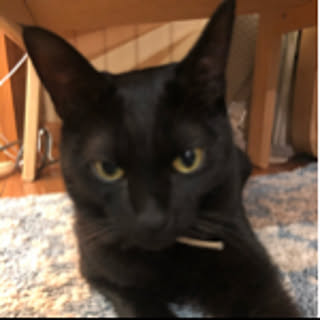 jiji