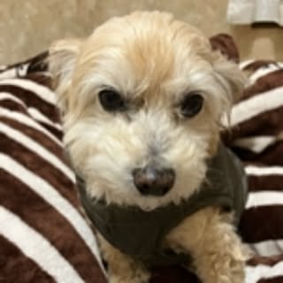 yumikko