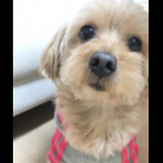 qoo