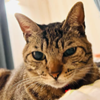 Eleonor_Tom
