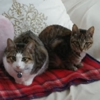 lovecats02