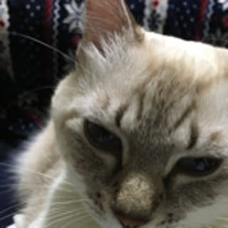 miwa