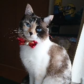 Aya