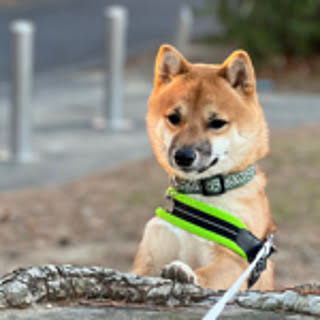Shiun