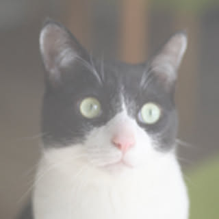 Panpan