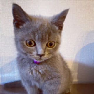 luvfelis