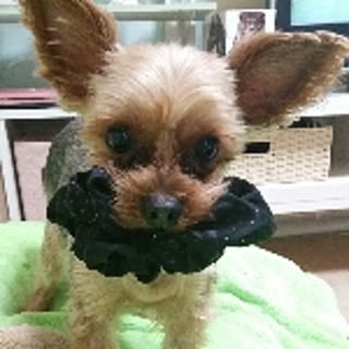 cocovi