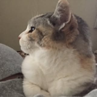miii