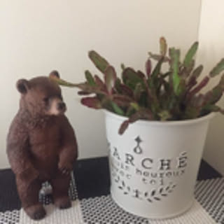 kuma