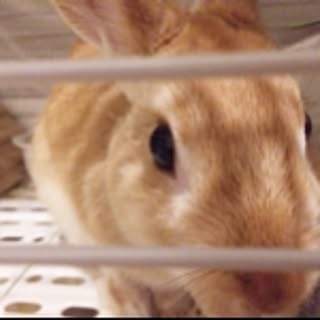 hiro