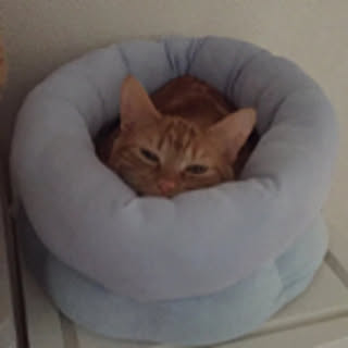 moe_hino