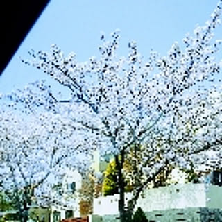 yuchan255509