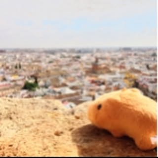 hachi