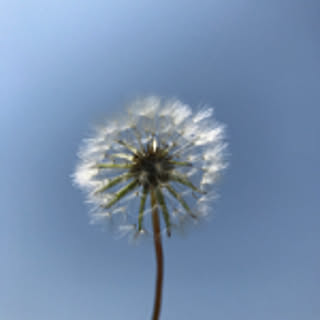 yaico