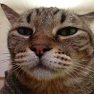 JiJi