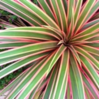 aaa