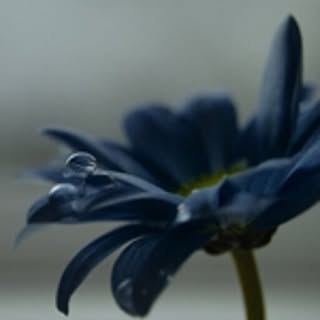nemke