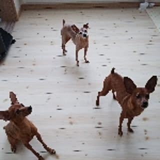 mimi