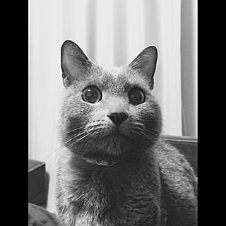 chibineko