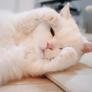 sugar