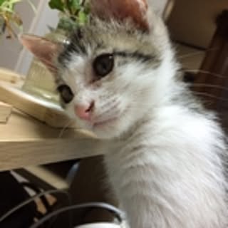 kaze