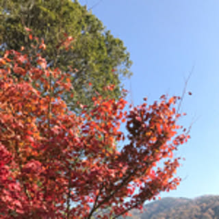Anii