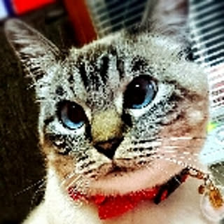 tomo