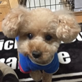 Roy