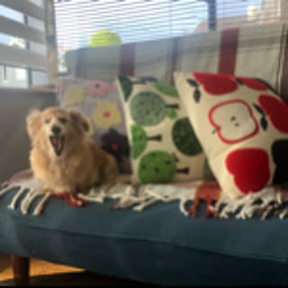 shimomo