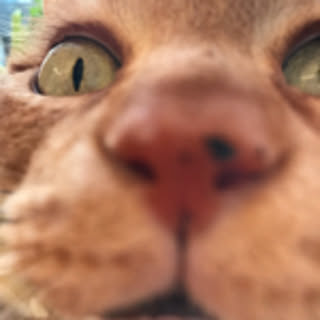 kou-kiti